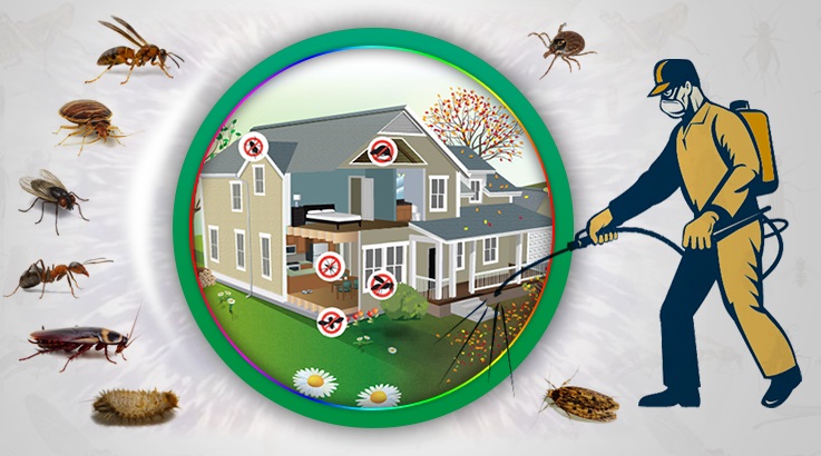 Kulp Böcek İlaçlama