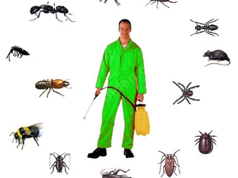 Kulp Böcek İlaçlama